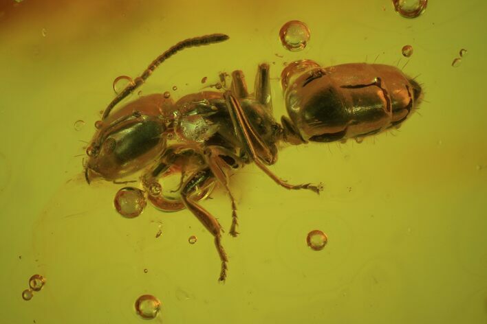 Fossil Ant (Formicidae) In Baltic Amber #72216